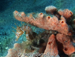 Lined Seahorse - Seahorses are rare to find in South Flor... by Steve Jarocki, Jr. 